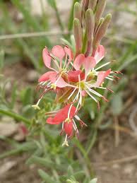 Oenothera Suffrutescens Seeds for Vibrant Garden Planting