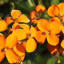 Orange Siberian Wallflower Seeds for Planting - Vibrant Blooms