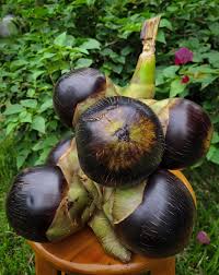 Black Arenga Pinnata Seeds for Planting | Grow Exotic Trees