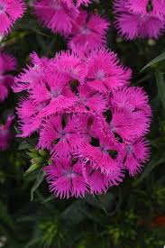 Pink Dianthus Superbus Planting Seeds  Perfect for Gardens