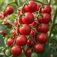 Geranium Kiss Tomato Vegetable Seeds for Planting