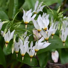 Pink White Dodecatheon Seeds - Perfect for Planting in Spring and Summer Gardens