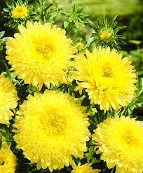 Light Yellow Aster Flower Seeds for Planting Bright Blooms Heirloom & GMO Free Seeds for Home Garden
 
 Sale