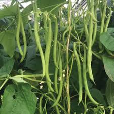Green Appaloosa Bean Vegetable Seeds for Planting