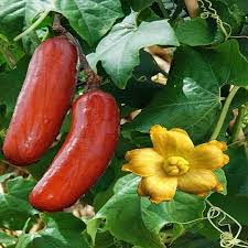 Sicana Odorifera Seeds for Planting  Grow This Unique Vegetable
