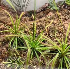 Sundew Seeds for Planting - Carnivorous Plant Seeds