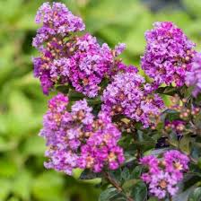 Crape Myrtle Purple Seeds Perennial Tree