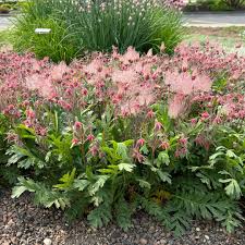 Triflorum Flower seeds for Planting - Long Bloom Season, Heirloom & GMO Free Seeds for Home Garden