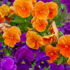Orange Viola Sorbet Seeds for Planting | Vibrant Flower Seeds for Your Garden
