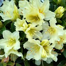 Green Rhododendron Azalea Flower Seeds for Planting Hardy Variety Heirloom & GMO Free Seeds for Home Garden
 
 Sale
