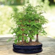 Green Redwood Forest Bonsai Seeds for Planting | Grow Your Own Bonsai Tree