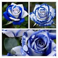 Blue Cream Rose Seeds for Planting