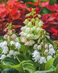 White Bell Orchid Seeds for Planting