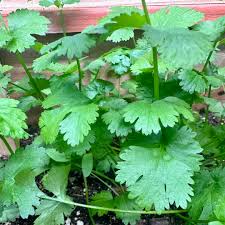 Cilantro Calypso (Coriandrum sativum) Seeds | Heirloom Non-GMO Herb Seeds for Home Gardens