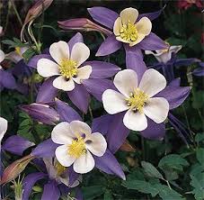 Aquilegia Flower seeds for Planting - Wildflower Mix, Heirloom & GMO Free Seeds for Home Garden