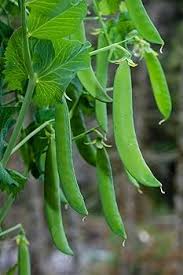 Oregon Sugar Pod Pea Seeds for Planting - Crisp and Sweet Edible Pods