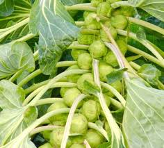 Brussels Sprouts Vegetable Seeds - Easy Planting