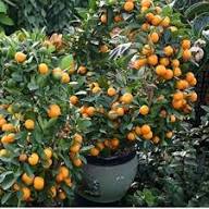 Orange Fruit Seeds for Planting - Grow Delicious Oranges