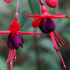Dark Maroon Red Fuchsia Flower Seeds for Planting Wildflower Mix Heirloom & GMO Free Seeds for Home Garden
 
 Sale