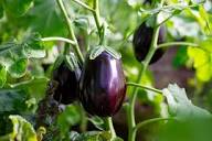 Eggplant Vegetable Seeds for Successful Planting