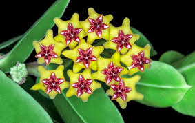 Green Maroon Hoya Flower seeds for Planting - Vibrant Colors, Heirloom & GMO Free Seeds for Home Garden