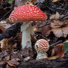 Red & White Mushroom Vegetable Seeds for Easy Planting