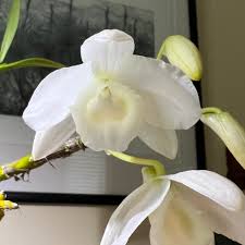 White Windbell Orchid Seed for Planting Perfect for Cultivating Beautiful Blooms in Your Garden Heirloom Non-GMO Seeds