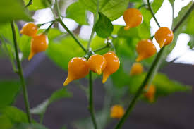 Yellow Biquinho Pepper Planting Seeds - Vibrant Fruit for Your Garden
