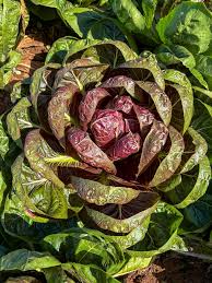 Burgundy Radicchio Planting Seeds - Grow Your Own