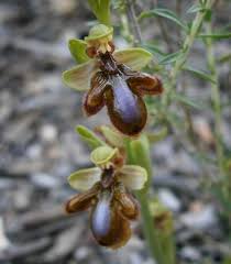 Mixed Ophrys Speculum Seeds for Planting