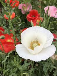 Somniferum Flower Seeds for Planting  Seeds for Lush and Elegant Blooms in Your Garden.