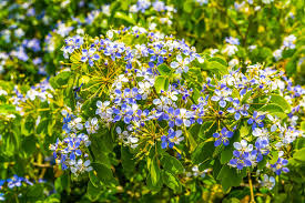 Lignum Flower seeds for Planting - Low Maintenance, Heirloom & GMO Free Seeds for Home Garden