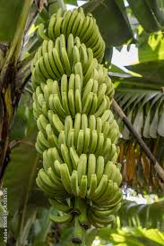 Banana Seeds for Planting  Grow Your Own Green Fruit