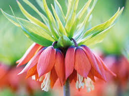 Fritillaria Flower seeds for Planting - Easy to Grow, Heirloom & GMO Free Seeds for Home Garden