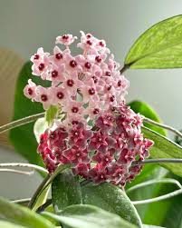 Mixed Color Hoya Flower Seeds for Planting Shade Tolerant Heirloom & GMO Free Seeds for Home Garden
 
 Sale
