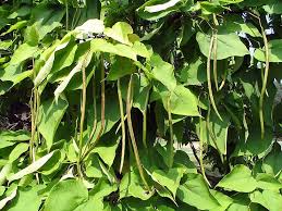 Green Catalpa Bignonioides Seeds for Planting