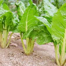 Green Swiss Chard Seeds for Vegetable Planting
