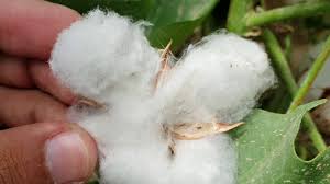 White Cotton Plant Seeds Planting Soft