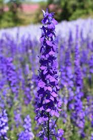 Rocket Larkspur Flower Seeds for Beautiful Garden Blooms - Evergrowseeds