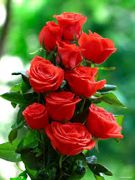 Dark Red Orange Rose Flower Seeds for Planting Heirloom NONGMO Seeds Easy to Grow Blooms Pollinator Friendly 
 
 Sale