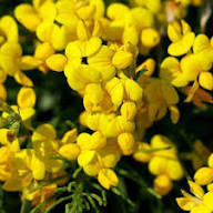 Birdsfoot Flower Seeds  Easy Planting Guide for a Stunning Garden