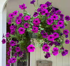 Pink Purple Hanging Petunia Seeds for Planting Heirloom NONGMO Flower Seeds for Beautiful Blooms Wildflower Mix 
 
 Sale