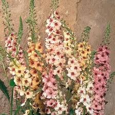 Cream Verbascum Flower seeds for Planting - Perfect for Borders, Heirloom & GMO Free Seeds for Home Garden
