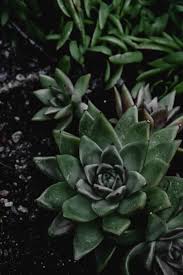 Black Green Succulent Flower Seeds for Planting – Heirloom NonGMO Hardy Garden Seeds for Home & Outdoor Pots
 
 Sale - Evergrowseeds