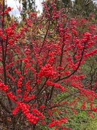 Red Verticillata Fruit Seeds for Planting - Grow Delicious Red Fruits