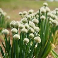 Green Fistulosum Vegetable Seeds for Easy Planting