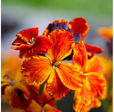 Orange Wallflower Flower seeds for Planting - Drought Tolerant, Heirloom & GMO Free Seeds for Home Garden