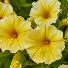 White Yellow Calibrachoa Flower seeds for Planting - Wildflower Mix, Heirloom & GMO Free Seeds for Home Garden