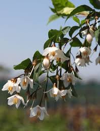 Snowbell Tree Seeds Planting Guide