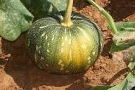 Cream Pumpkin Seeds for Easy Planting - Ideal for Your Garden